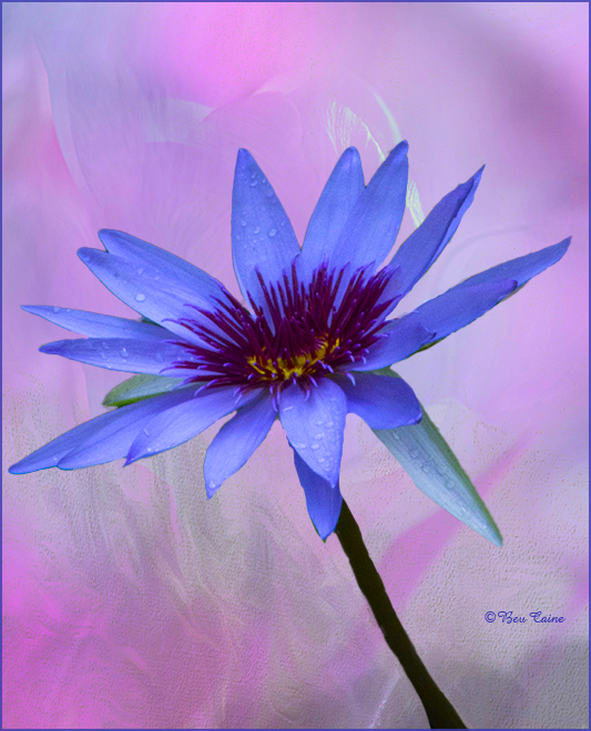 MY FAVORITE COLOR by Bev Caine