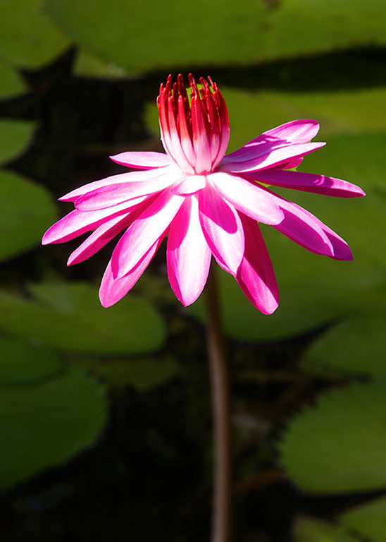 MCkEE GARDENS by Bev Caine