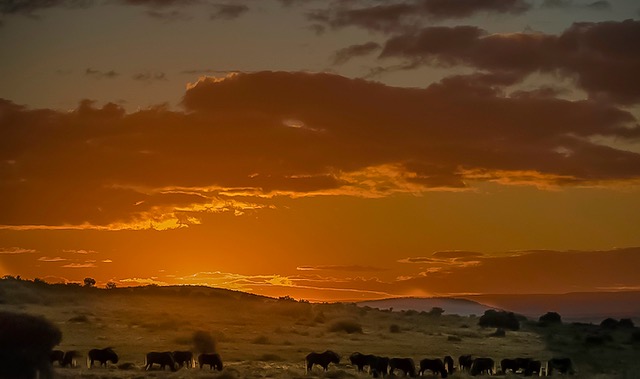 White Tail Gnus by Albert Zabin