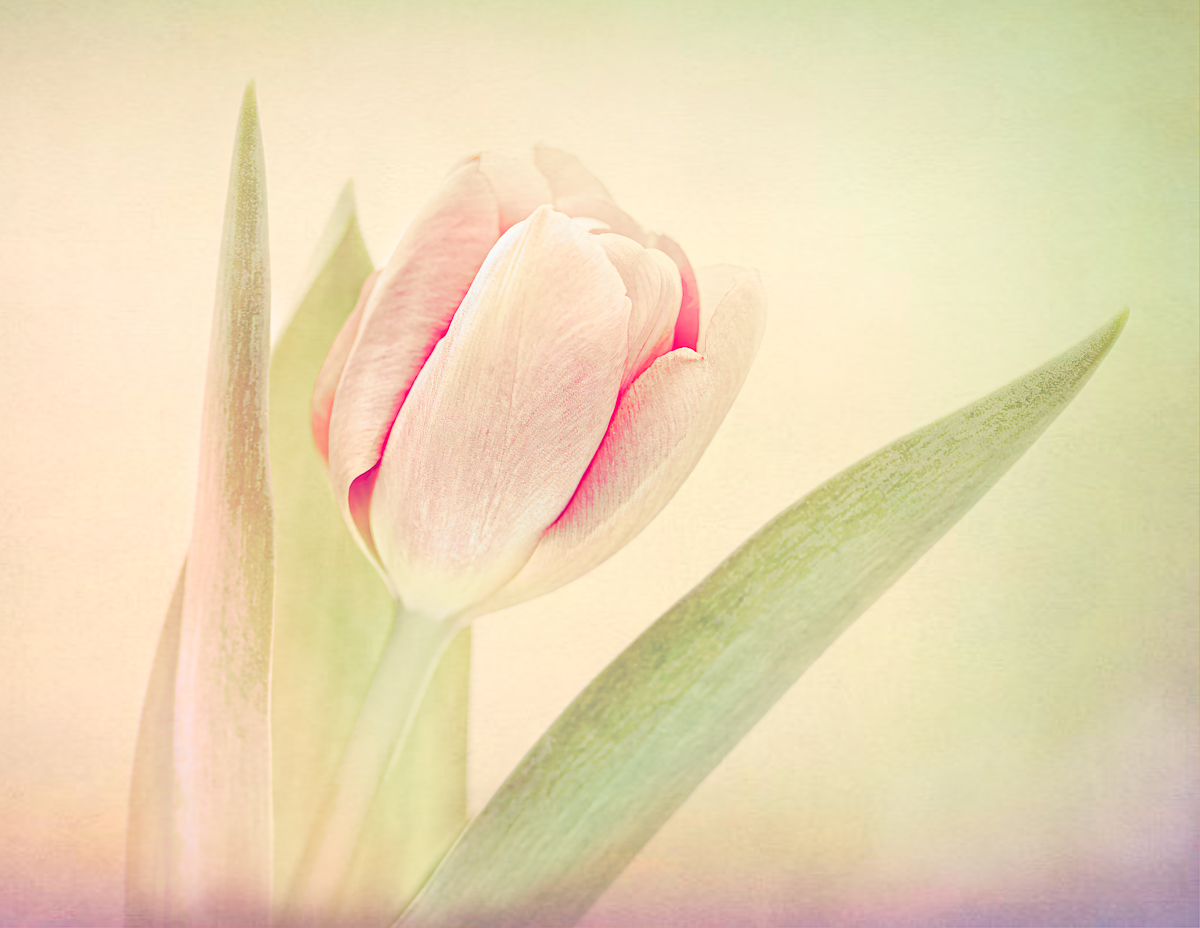 TULIP by Barbara Asacker