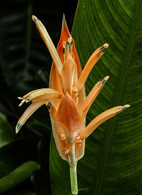 Comment Image