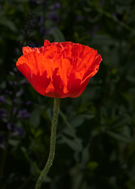 FLOWER IN GLOW by Donald Darling Jr