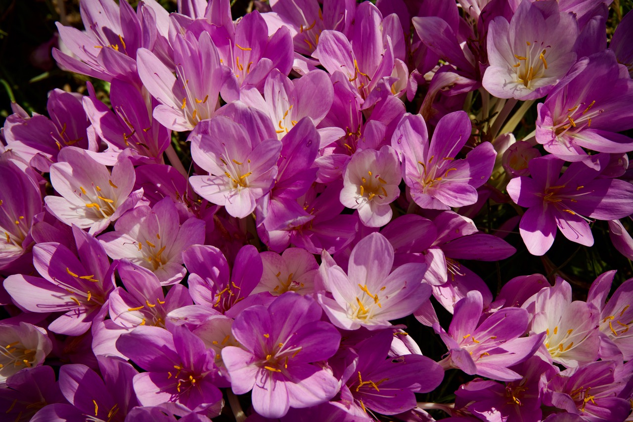 AUTUMM CROCUS by John Doyle