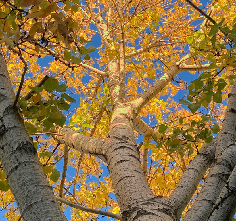 QUAKING ASPENS by Charissa Lansing