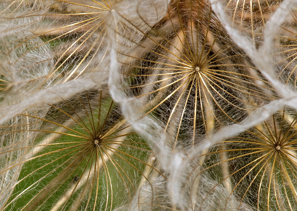 The Yellow Salsify Seed Head by Abe Chen