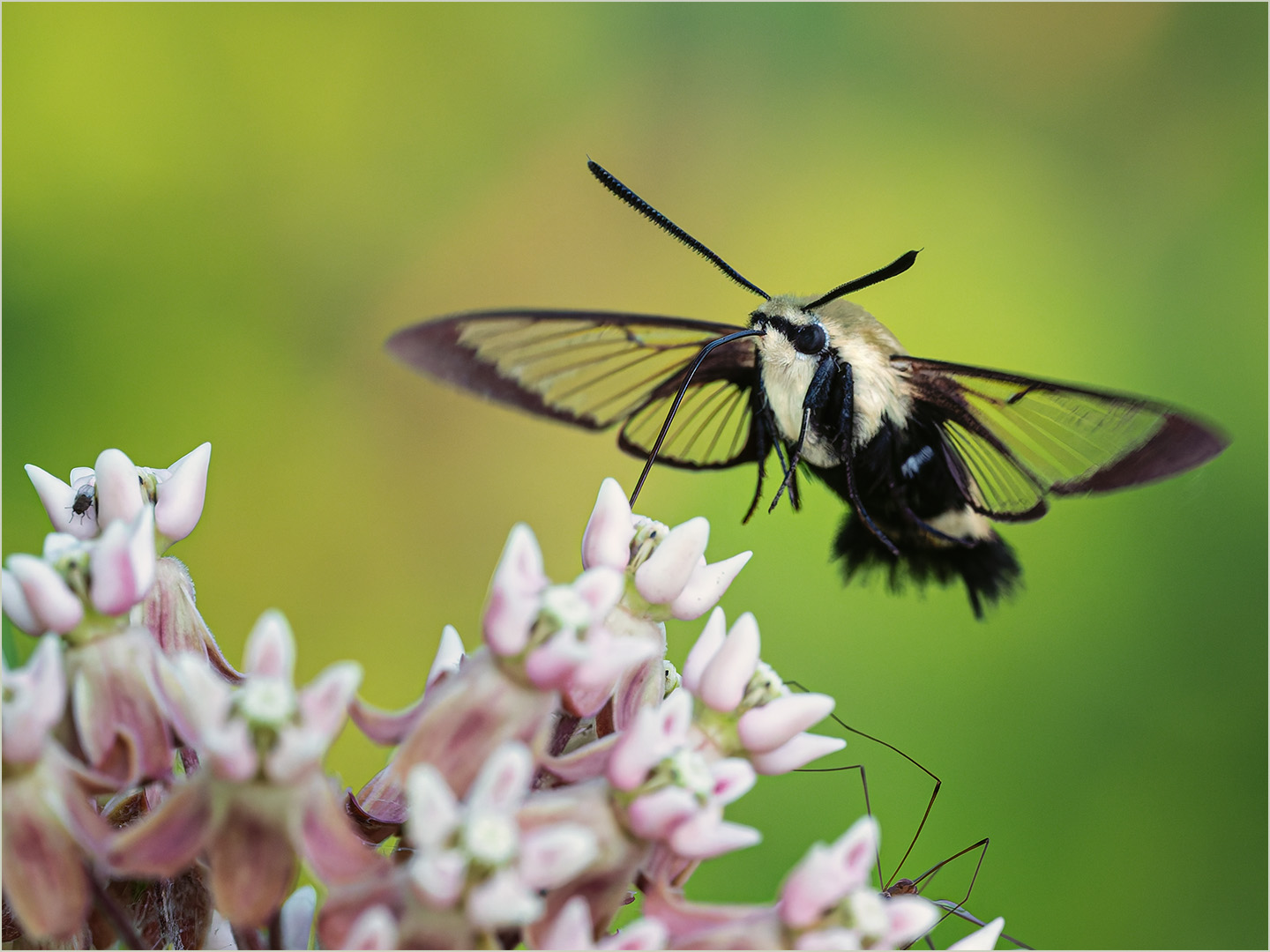 Snowberry Clearwing moth