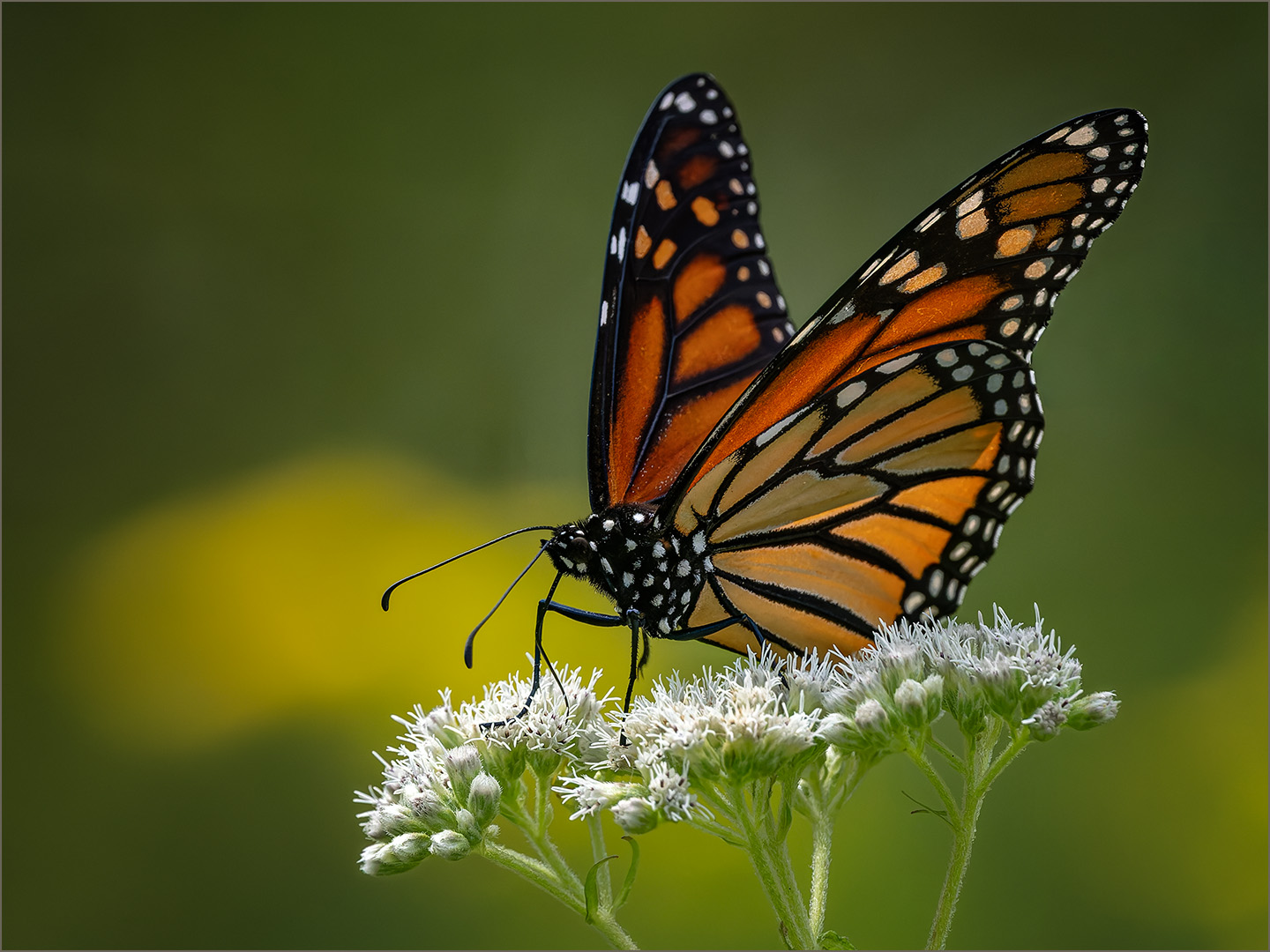 Monarch by Jeremy Martin