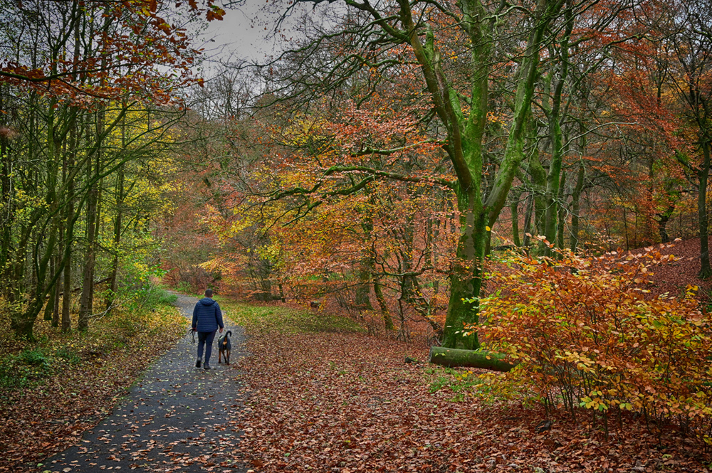 Autumn Colours by Brian Parkin
