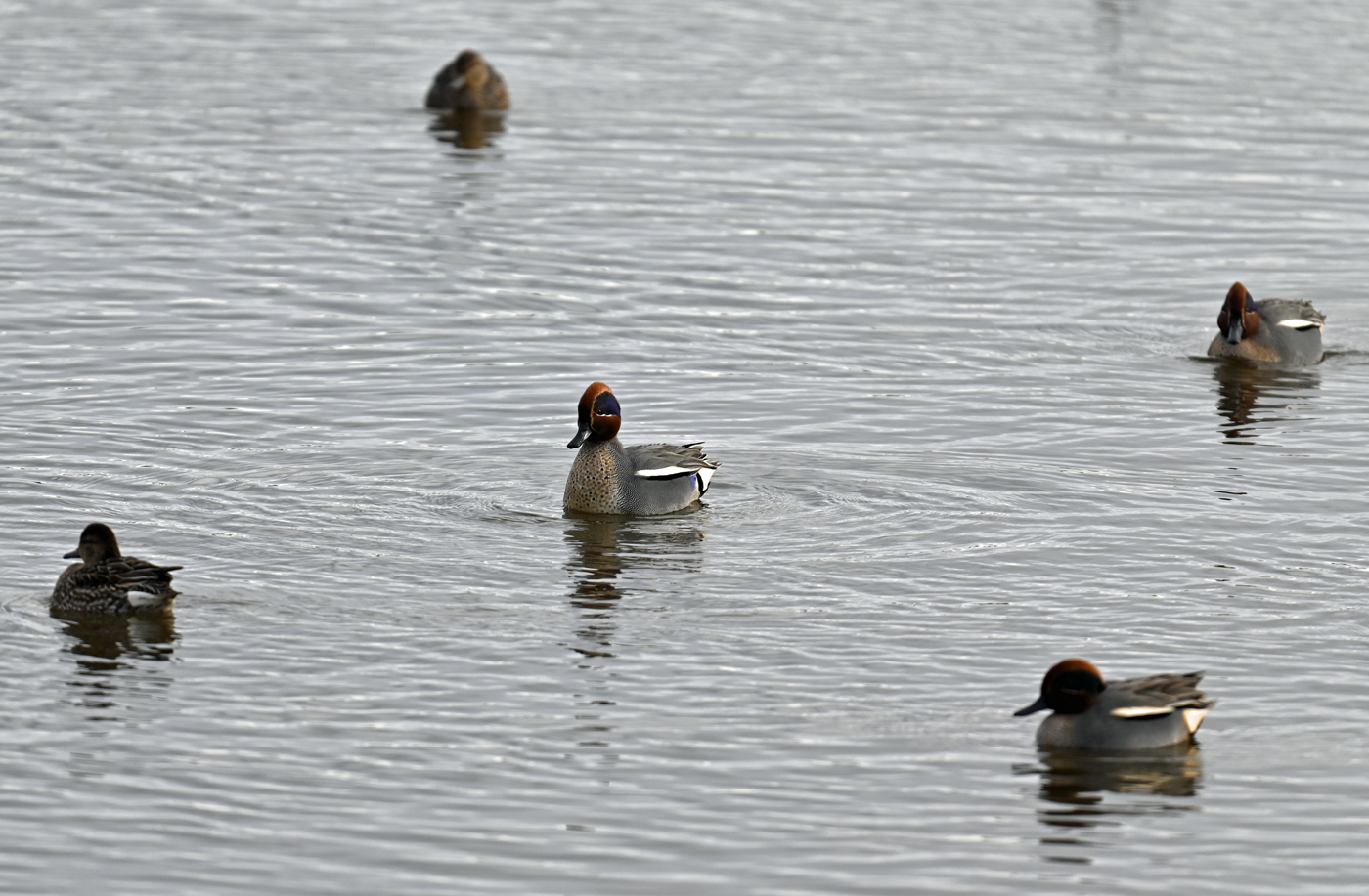 Eurasian Teal by Brian Parkin