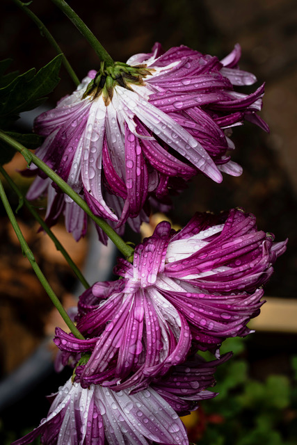 Chrysanthemums after rainstorm by Jennie Wang
