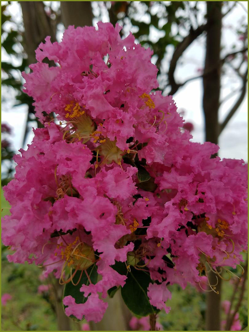 Crepe Myrtle by Ruth Holt