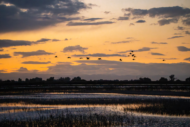 Sunset in Merced Wildlife Reserve (the sandhill crane returning to the marsh) by Jennie Wang