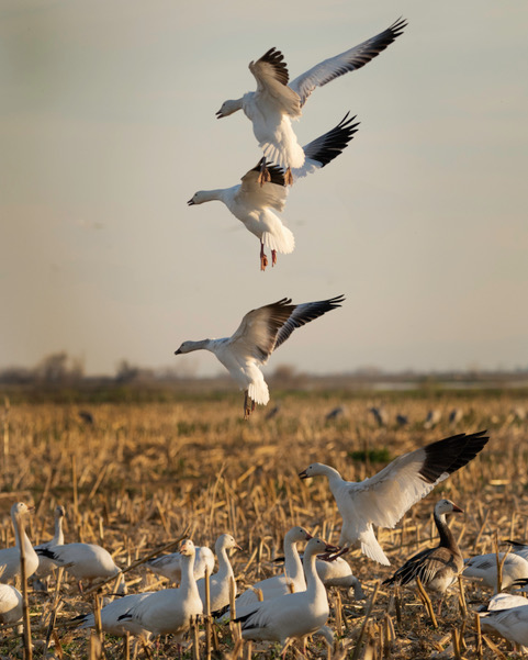 Snow geese landing by Jennie Wang