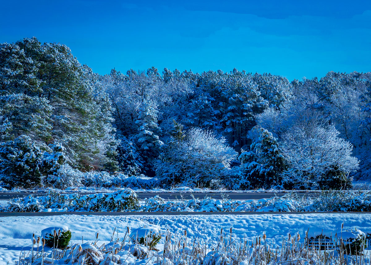 Morning After December Snowstorm by Eric Schweitzer