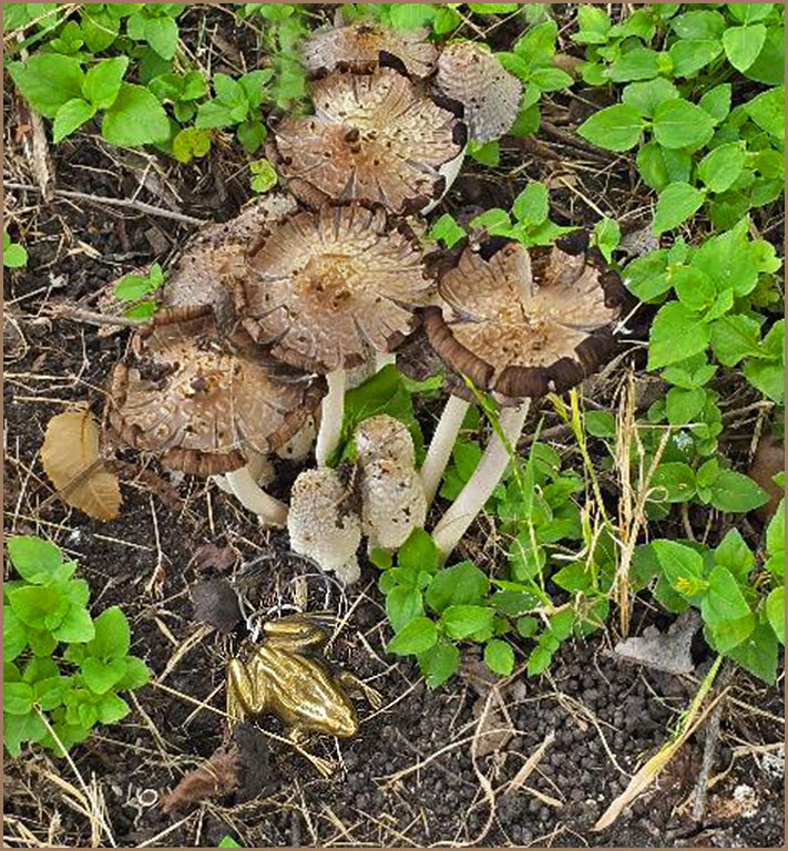 Fungus in back yard by Ruth Holt