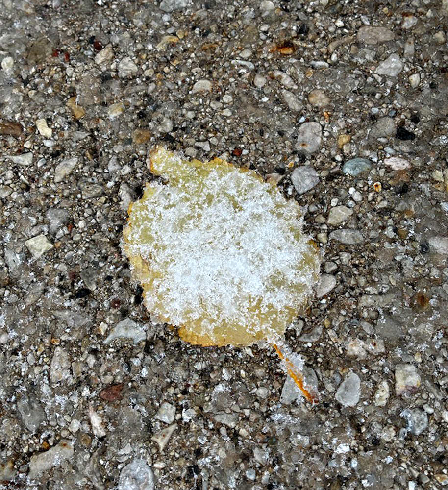 Little Leaf in Winter Clothing by Audrey Waitkus