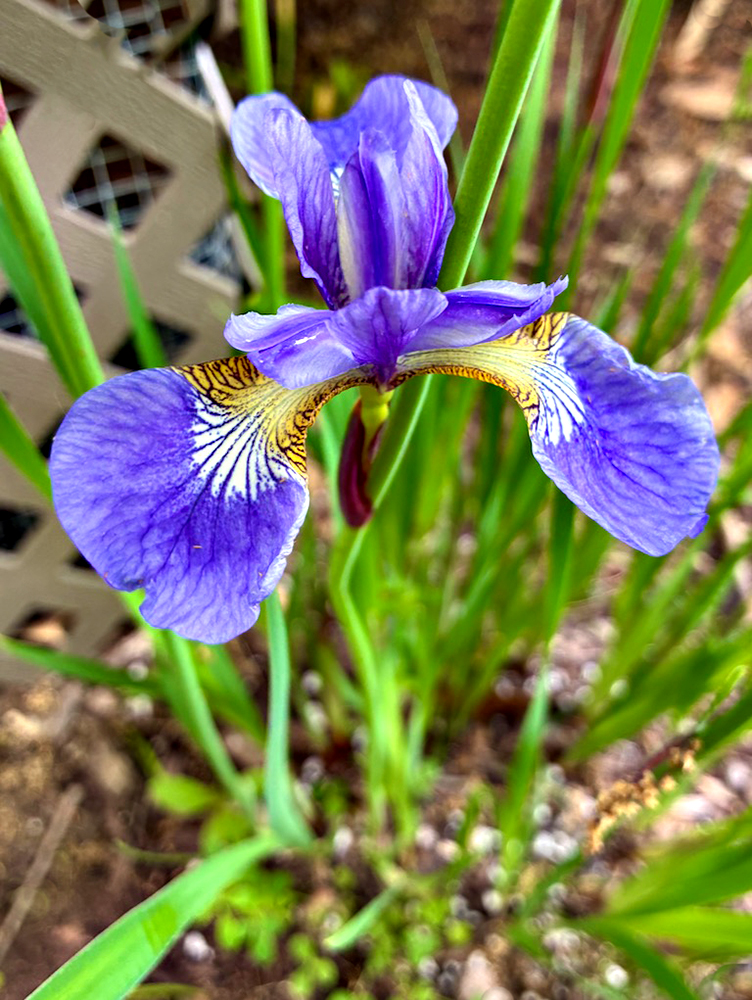 Siberian Iris by Audrey Waitkus