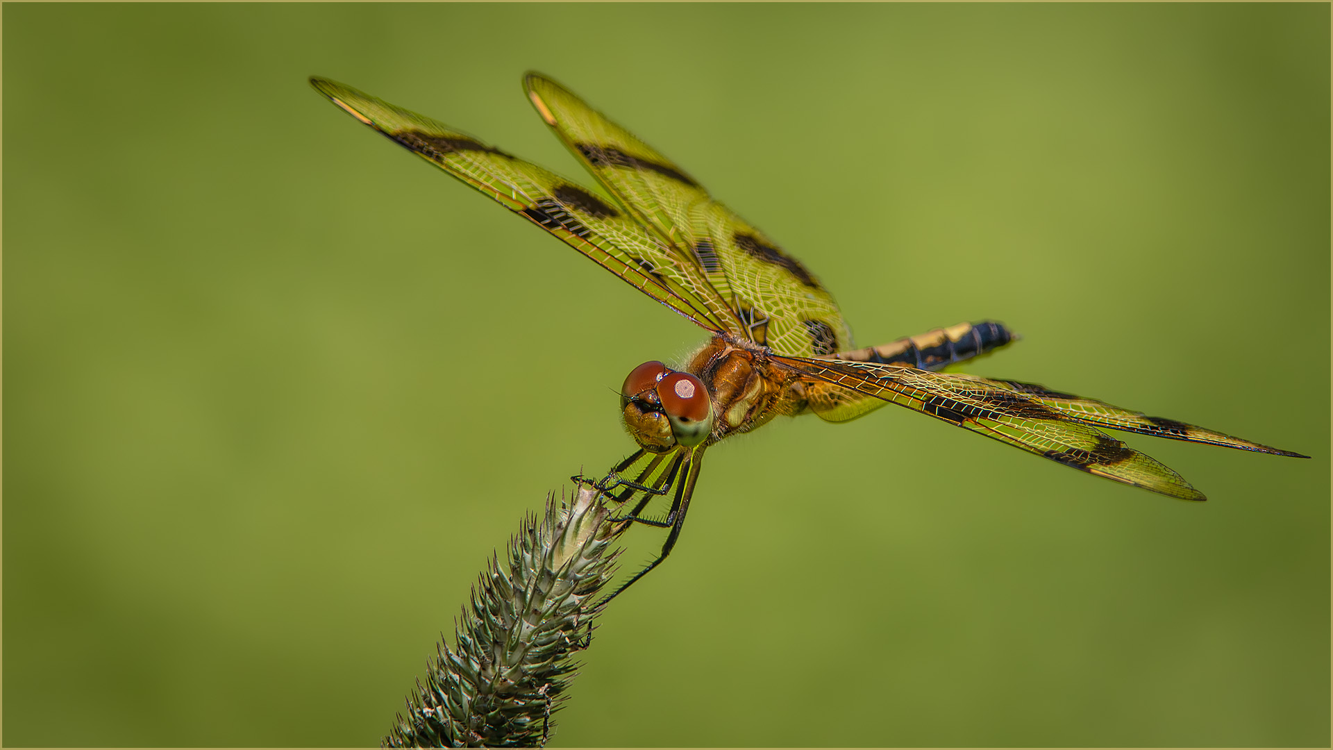 Halloween Pendant by Jeremy Martin
