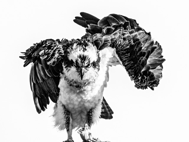 Attitude by Jennie Wang