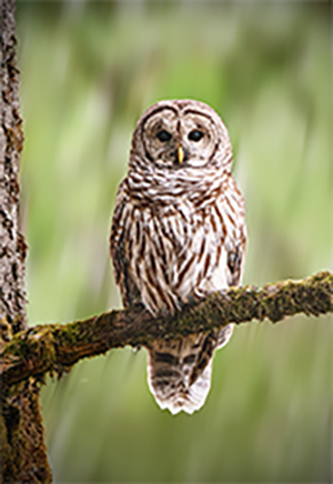 Barred Owl by Gordy Swetland