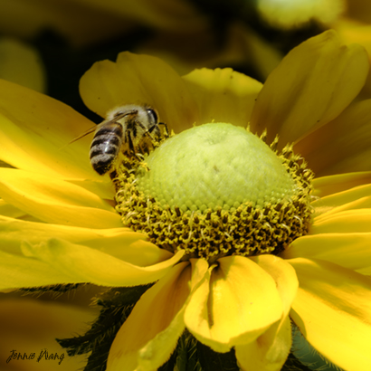 Summer Buzz