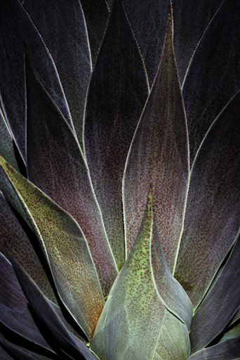 Dance of Purple Peacock by Jennie Wang