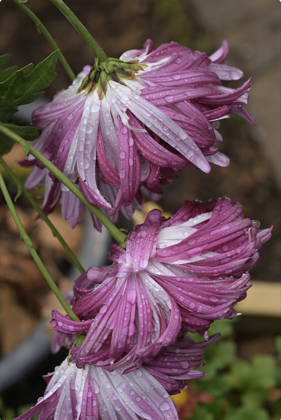 December 2025 - Jennie Wang