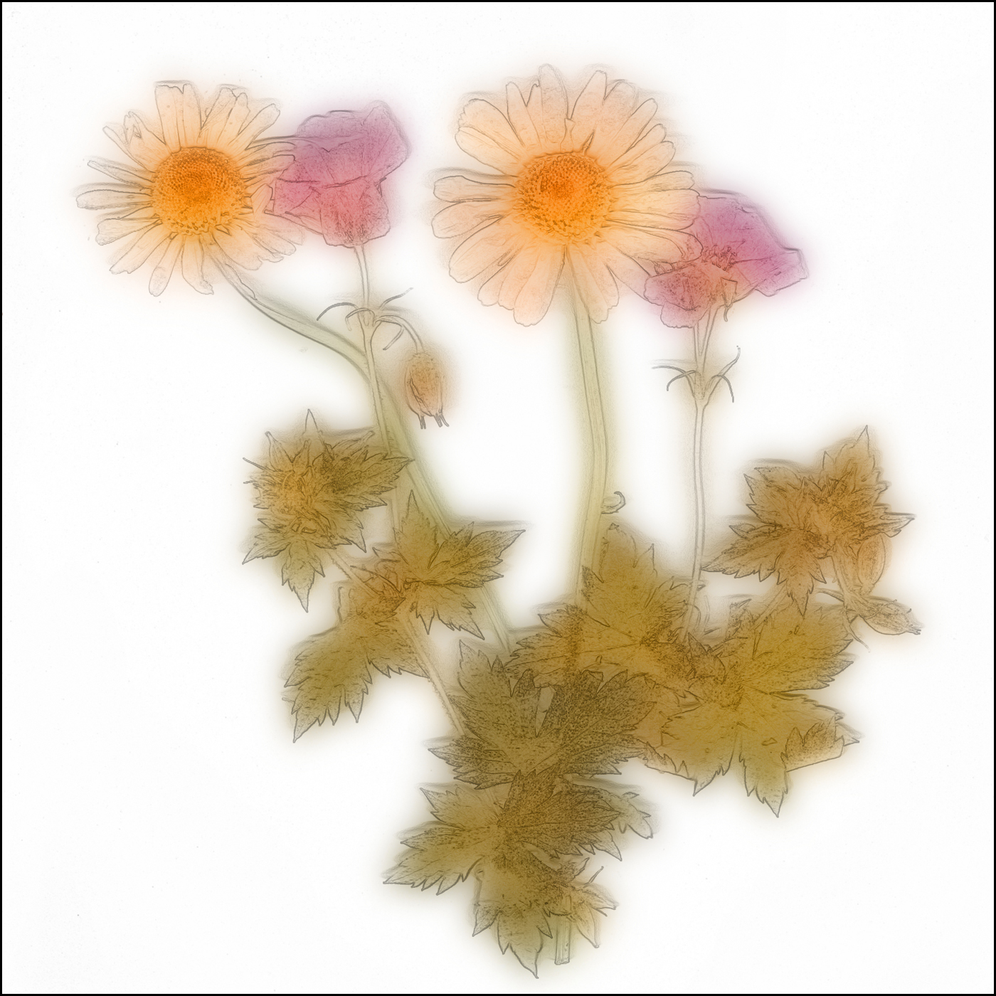 Pressed Flowers by Brian Parkin