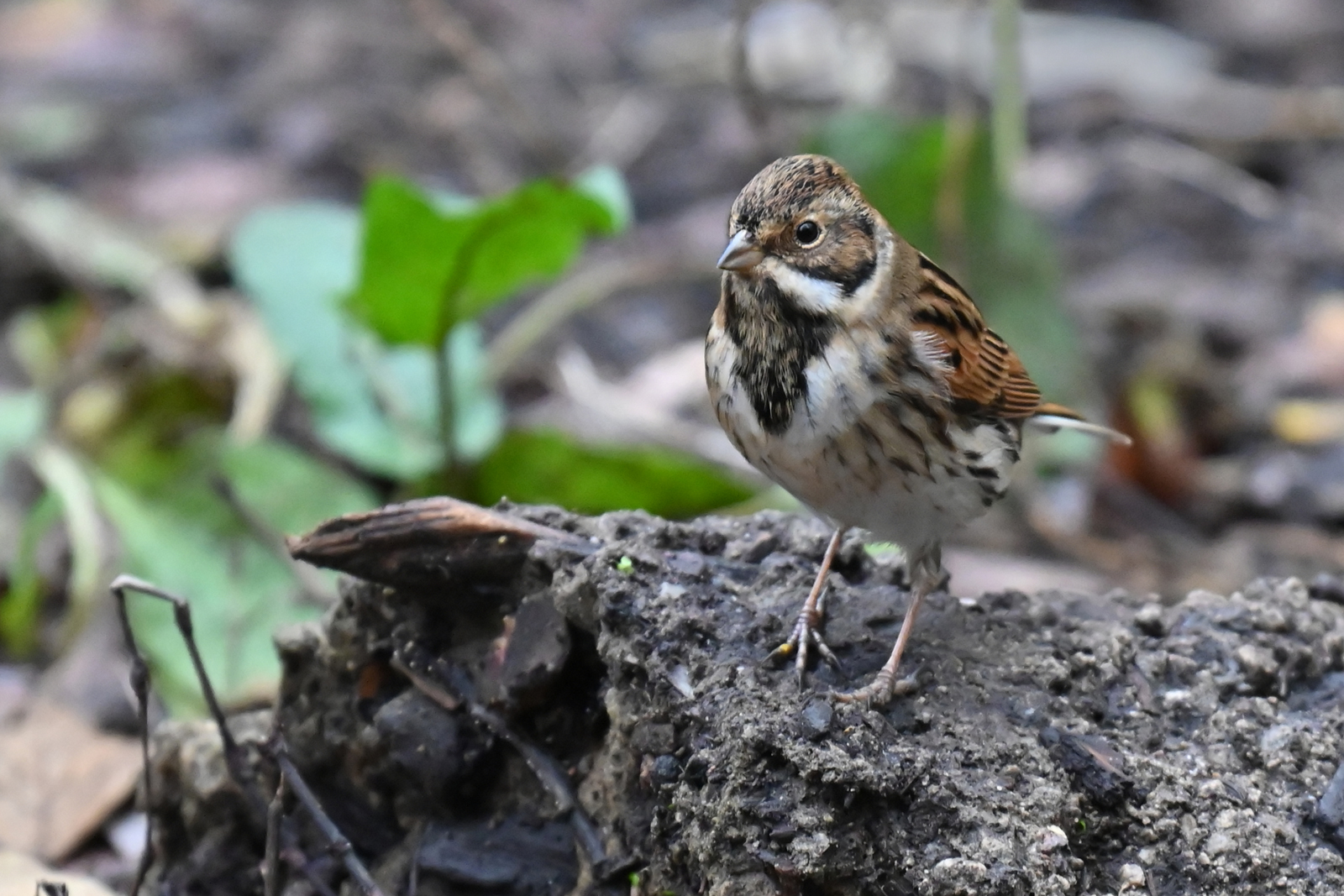 Reed Bunting by Brian Parkin