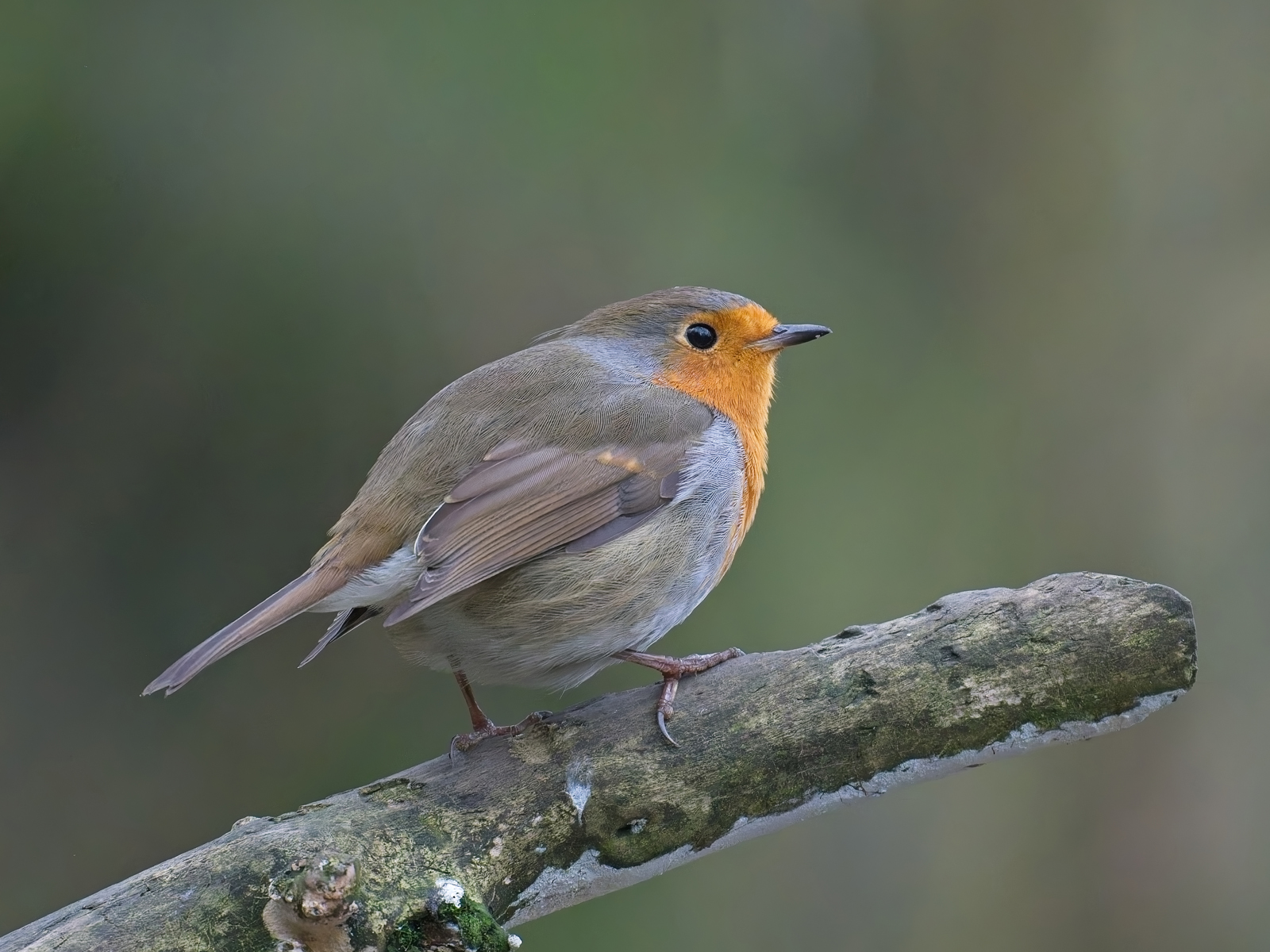 Robin by Brian Parkin