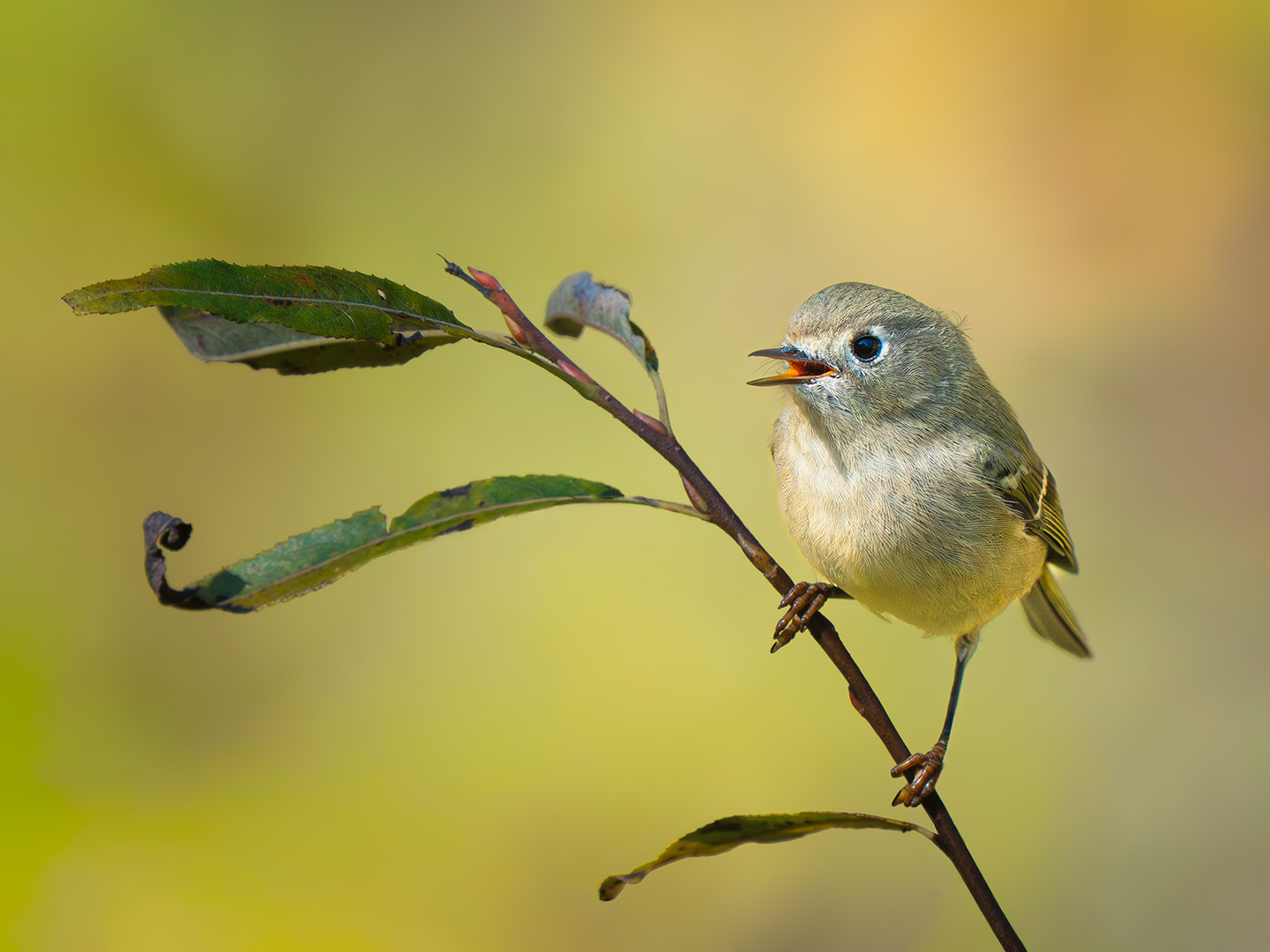 Ruby-crowned Kinglet by Jeremy Martin