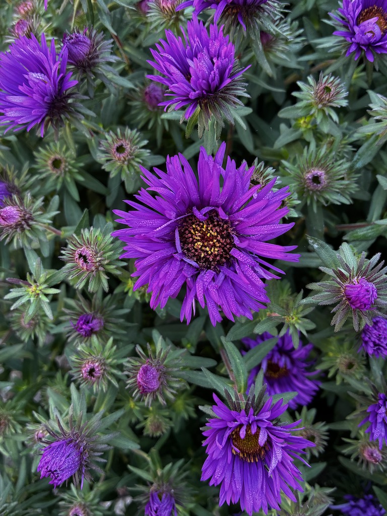 November 2025 - Audrey Waitkus