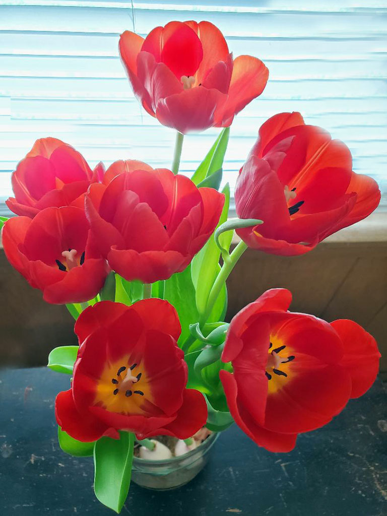 Mother's Day Tulips by Ruth Holt