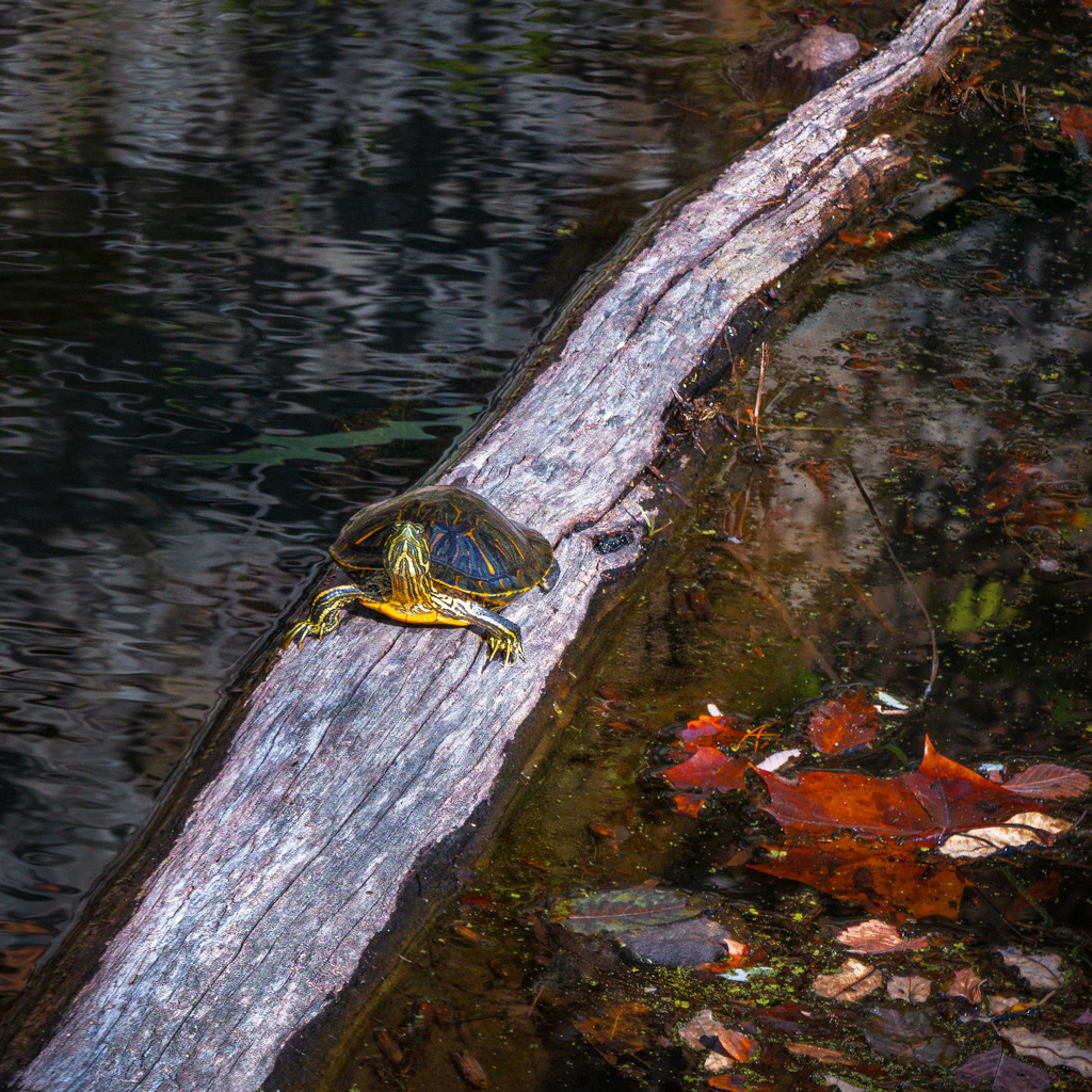 Sunning on a Fall Day by Eric Schweitzer