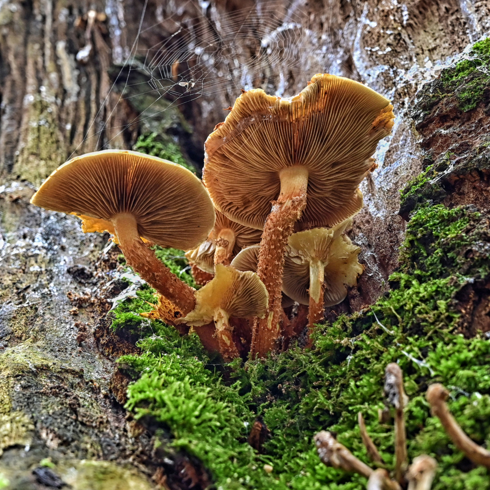 Fungi by Brian Parkin
