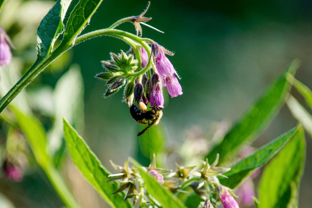 Bee Coil by Bollin Millner