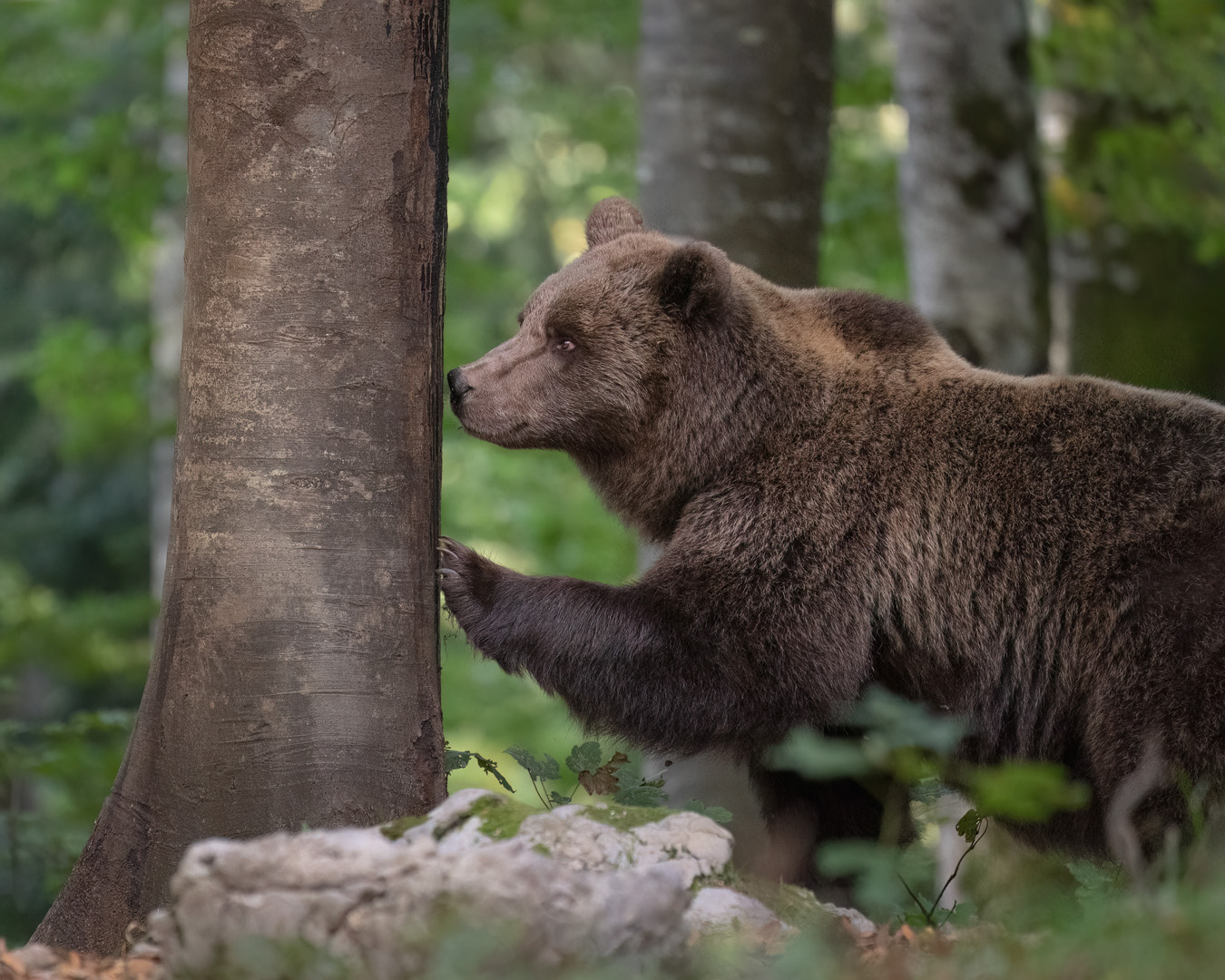 Brown bear sniffing a tree by Anges van der Logt, PPSA