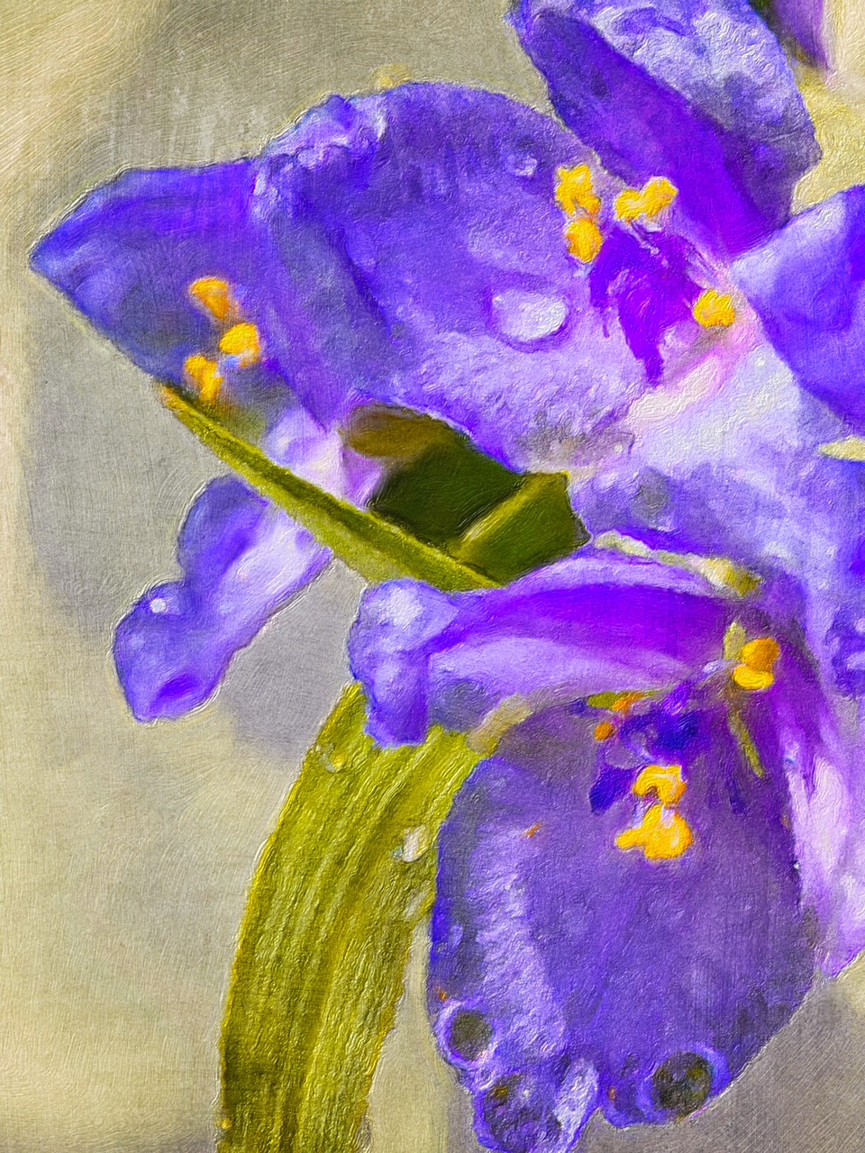Tradescantia Virginiana by Arabella Dane