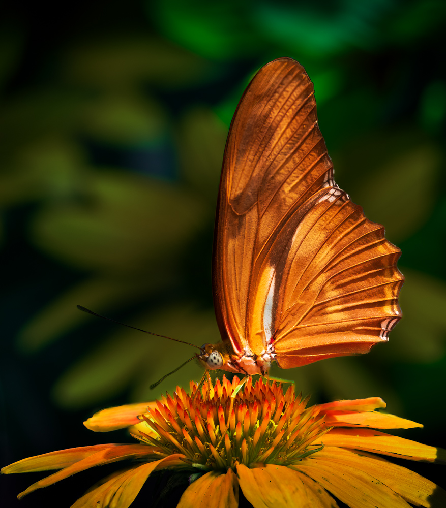 Butterfly in Gold by Bob Benson