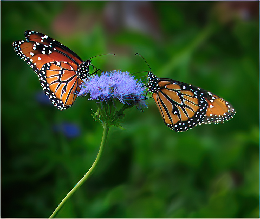 Sharing the Same Flower by Bob Benson