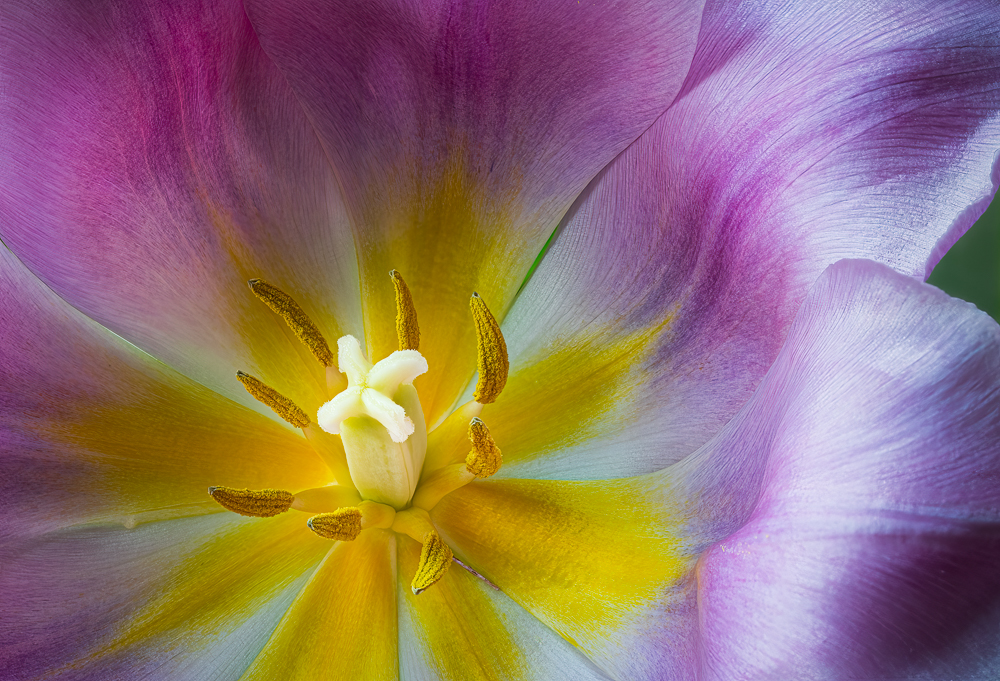 Inside a Tulip by Bob Benson, FPSA, EPSA