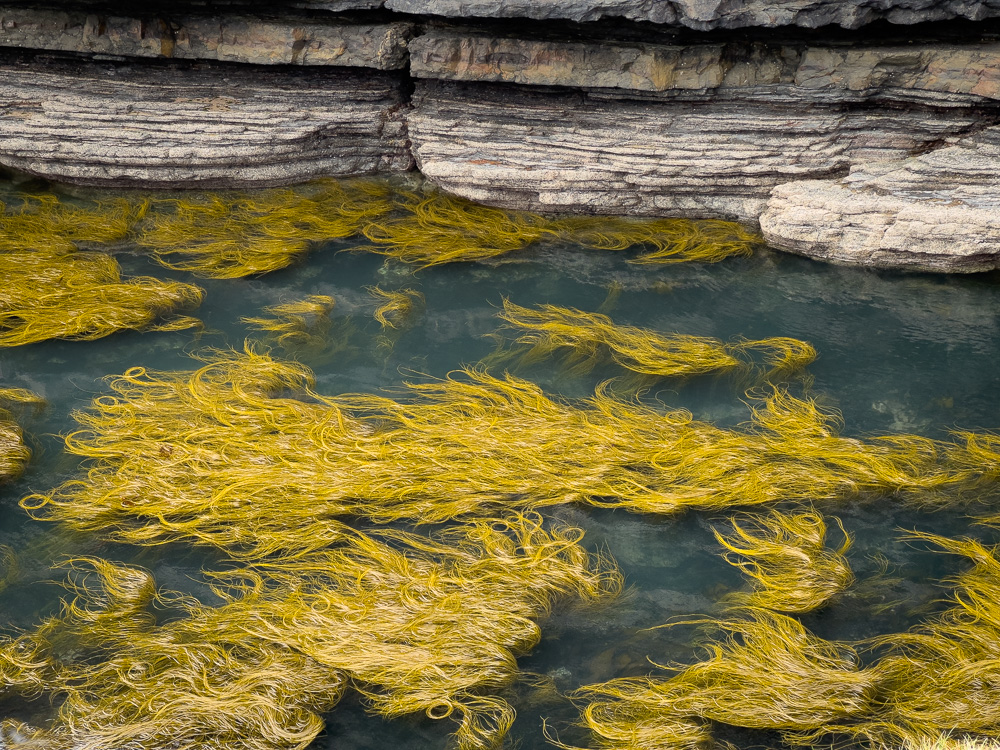 Golden Seaweed by Bob Benson, FPSA, EPSA