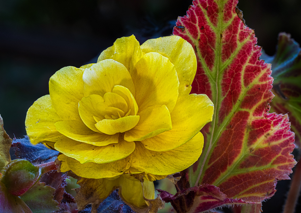 Begonia by Bob Benson