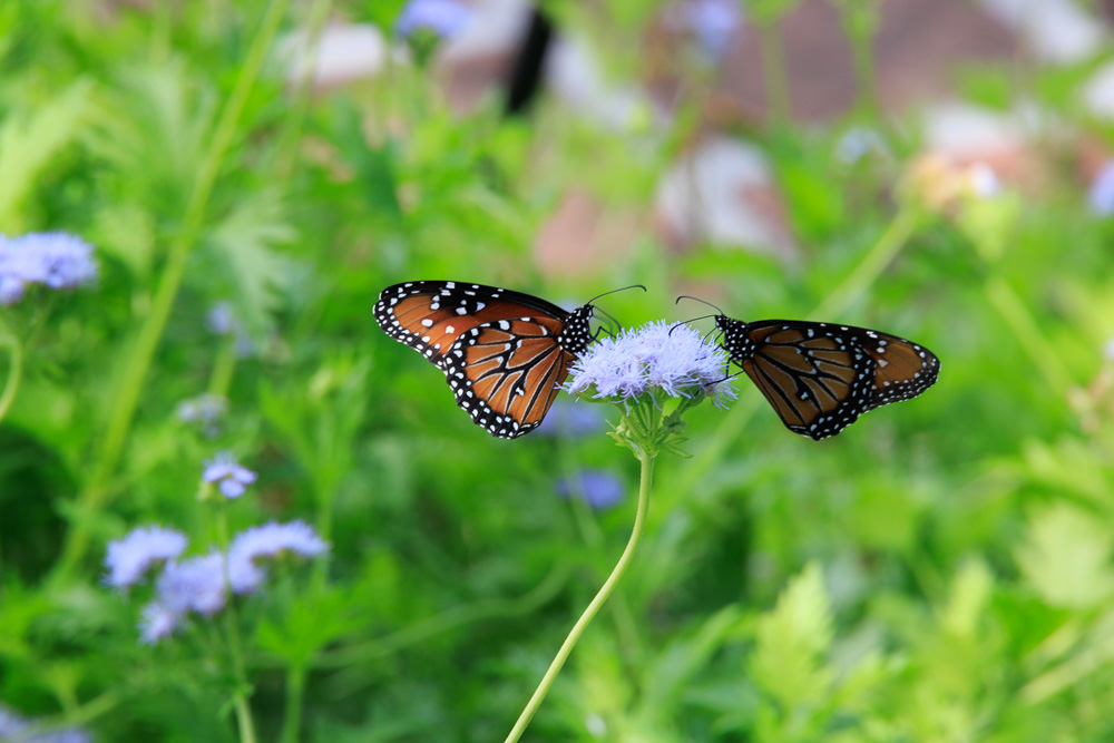 April 2026 - Bob Benson, FPSA, EPSA