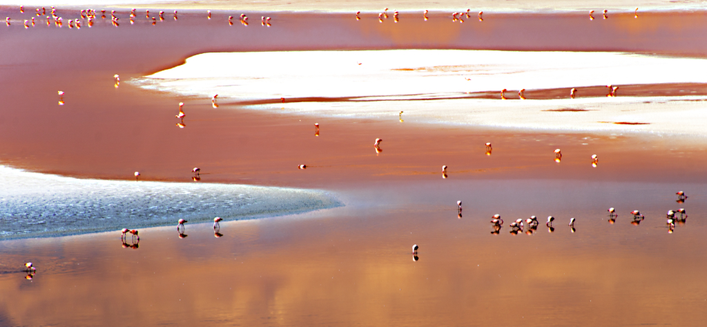 Laguna Colorada by Jose Cartas