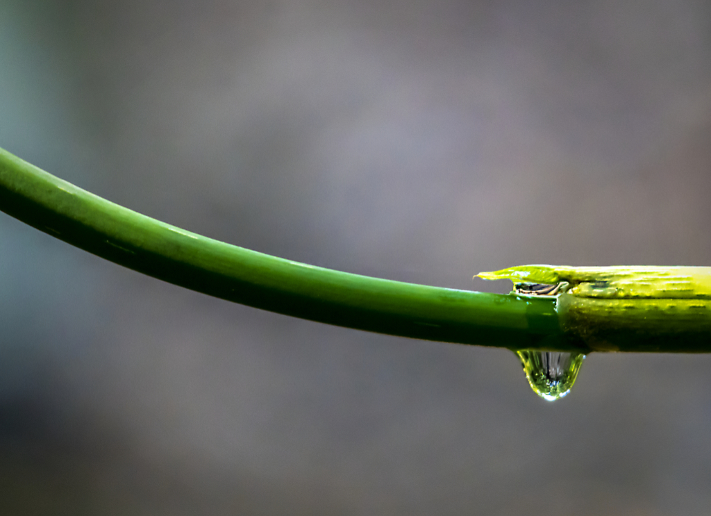 Droplet