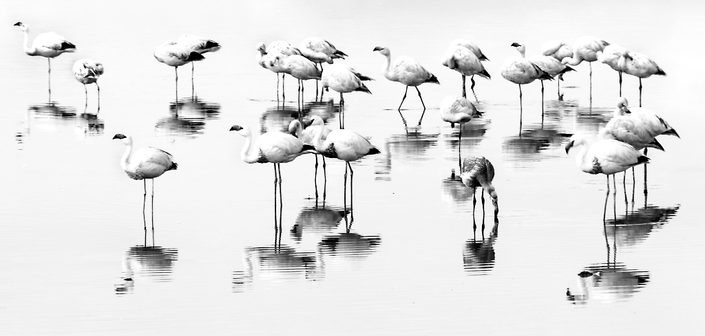 High-key Flamingos by Jose Cartas