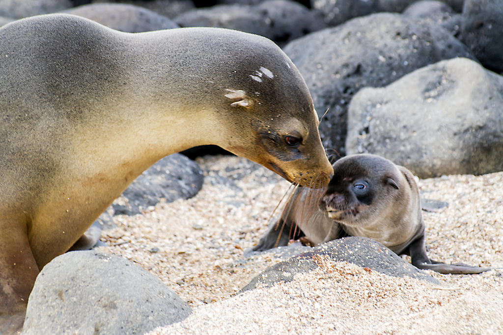 Sea Lion and Pup by Jose Cartas