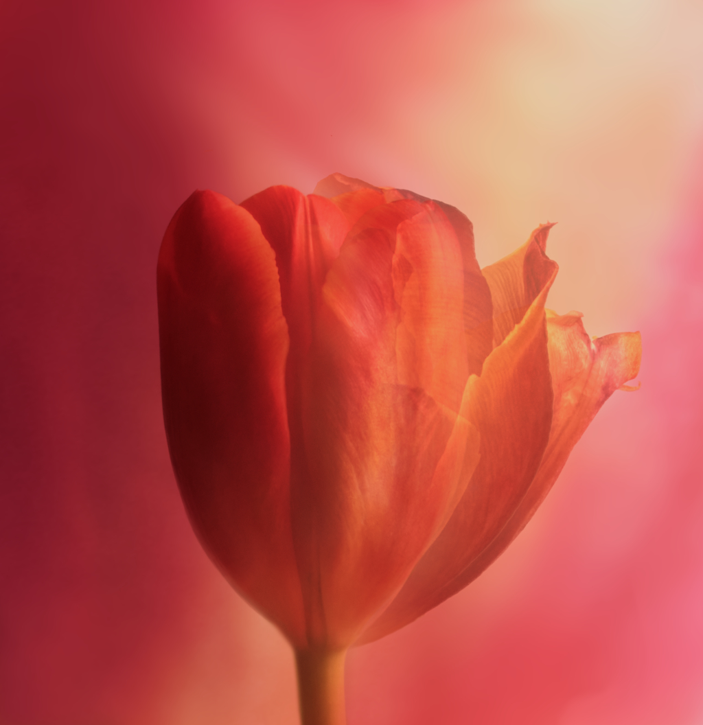 The Lives of a Tulip by Kirsti N&auml;nt&ouml;-Salonen