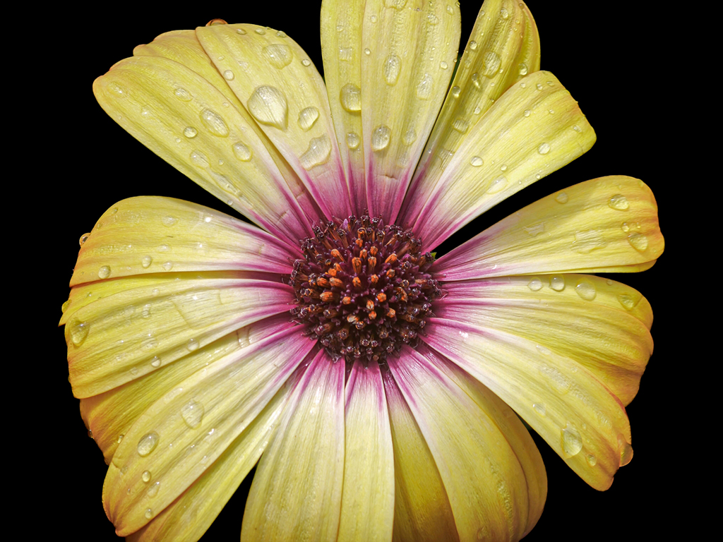 Rain on petals by Mark Grech